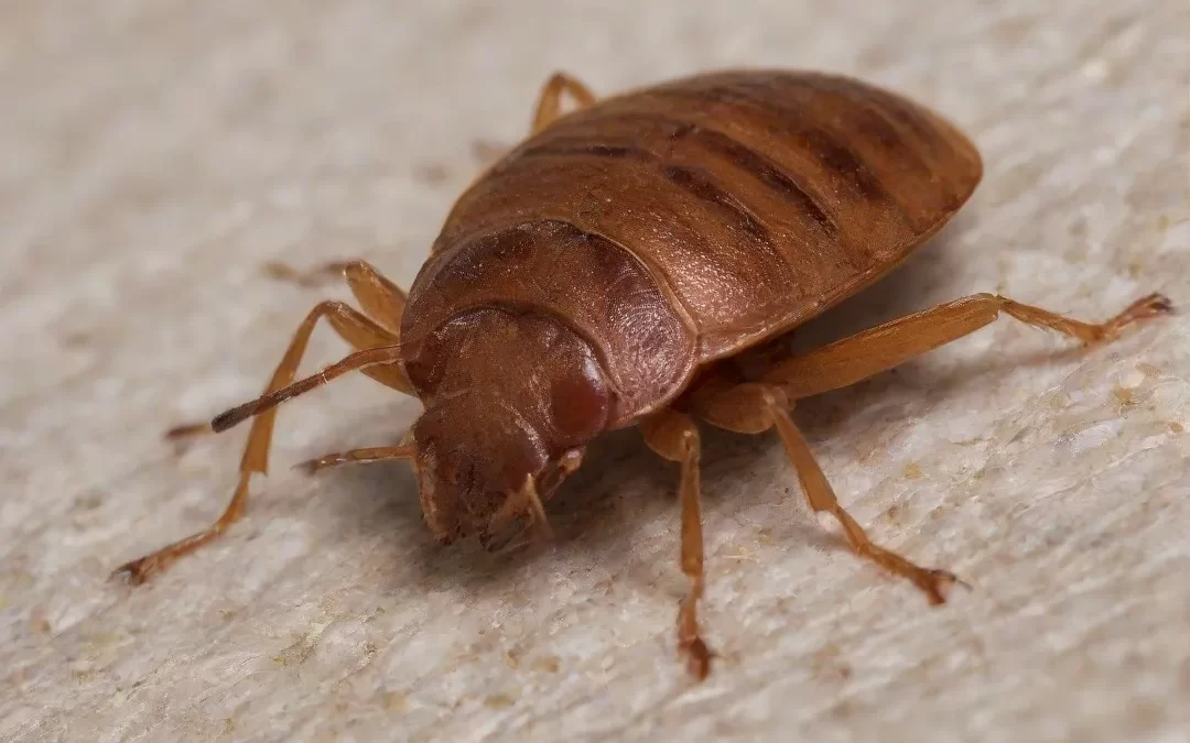Onde o Percevejo de Cama se aloja?