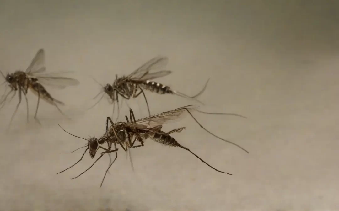 Você sabe quais cuidados ajudam na prevenção da proliferação de mosquitos?