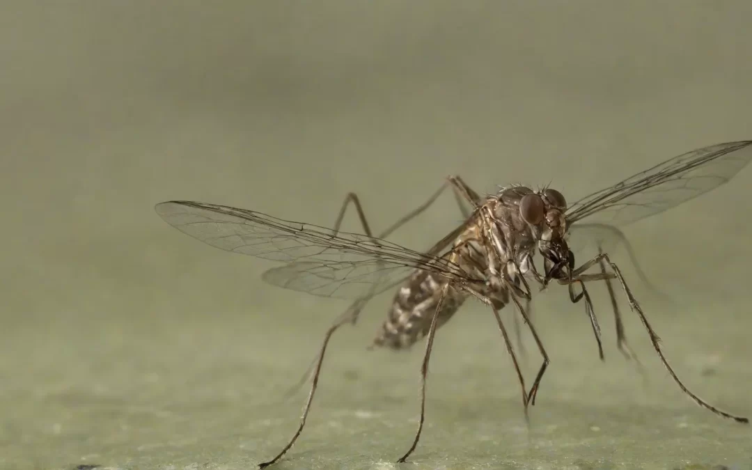 MOSQUITO MIST