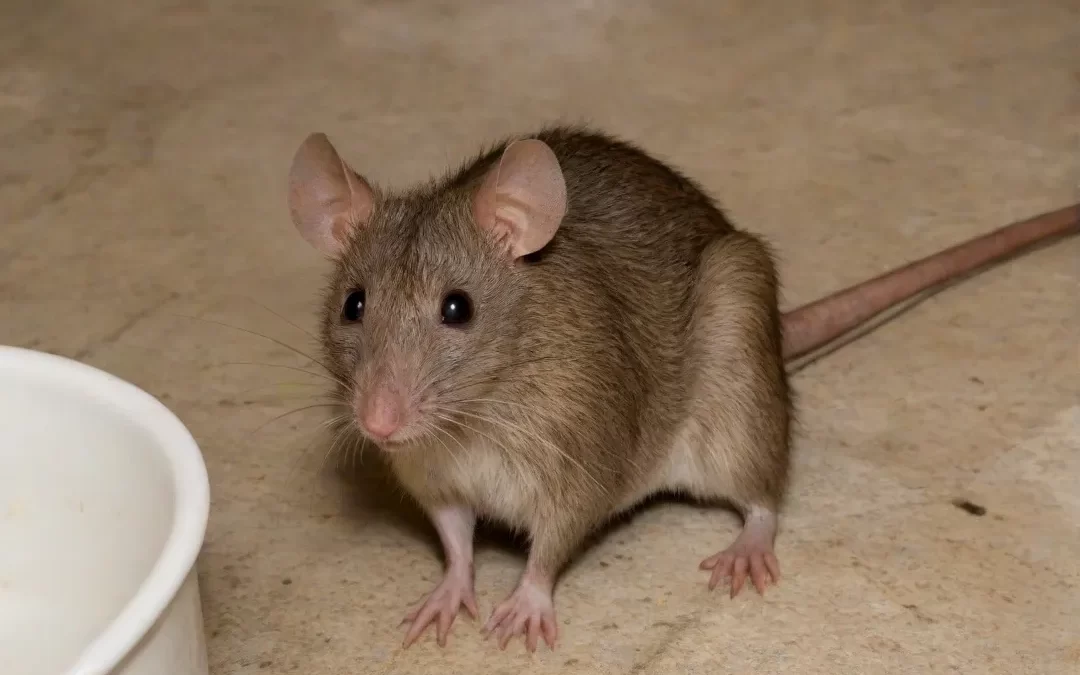 Dedetização de ratos: saiba como uma infestação pode prejudicar a imagem da sua empresa