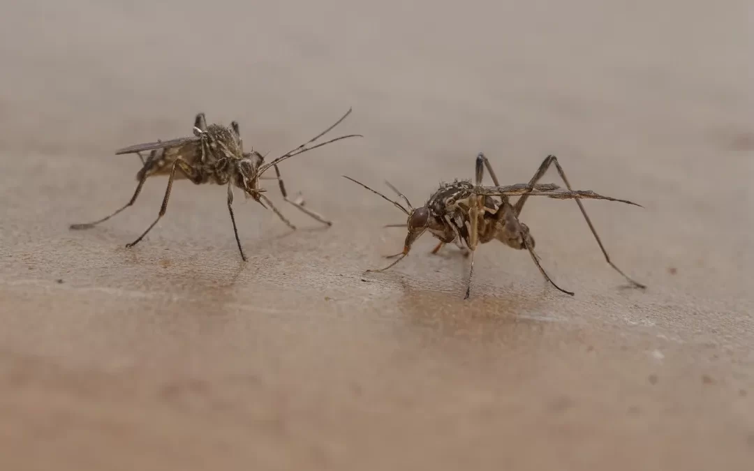 Mosquitos