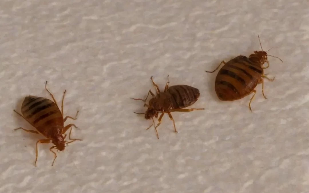 Você conhece os perigos de uma infestação de percevejo de cama em hotéis?