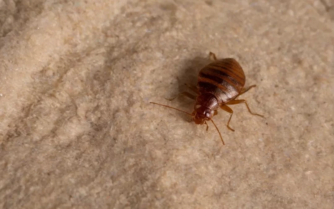 Percevejo de Cama