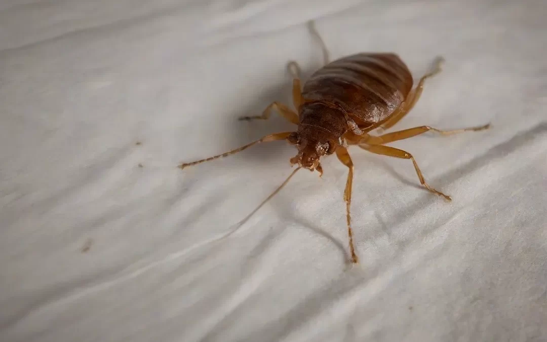 Os percevejos de cama são um grande problema para os hotéis e pousadas; Saiba por quê!