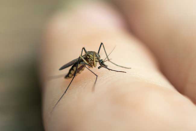 Mosquitos - Conheça solução moderna para se livrar deles!