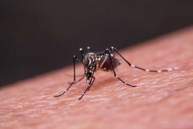 Mosquitos: notícias alarmantes sobre a Febre Amarela
