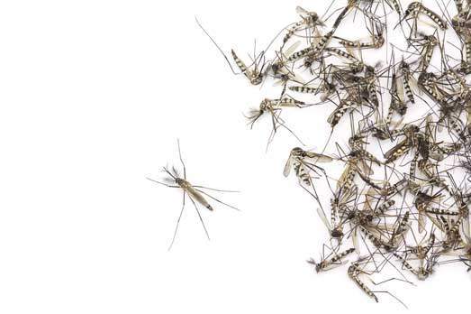 Serviços de Combate e controle aos mosquitos - SaniSystem