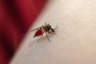 Dedetização de mosquitos: você conhece as principais doenças causadas por esses insetos? - SaniSystem