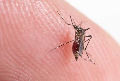 Mosquitos: 5 dicas eficientes de como combater esse tipo praga no verão - SaniSystem