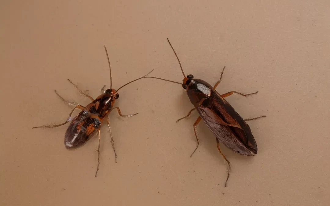 Baratas – Conheça as mais encontradas no ambiente urbano