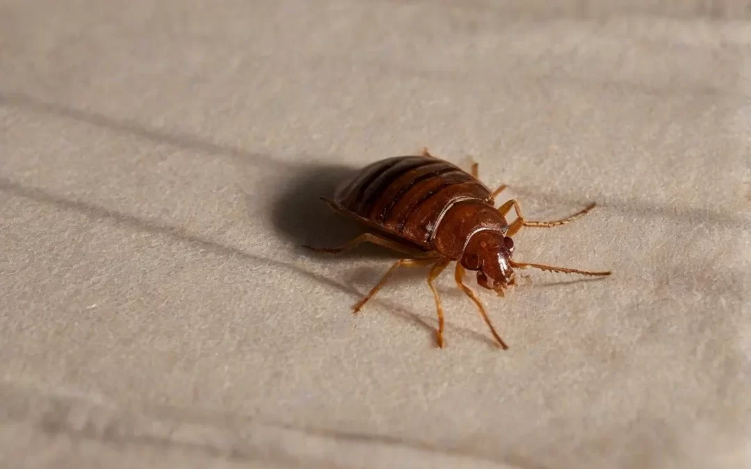 Percevejo de Cama – Entenda mais sobre