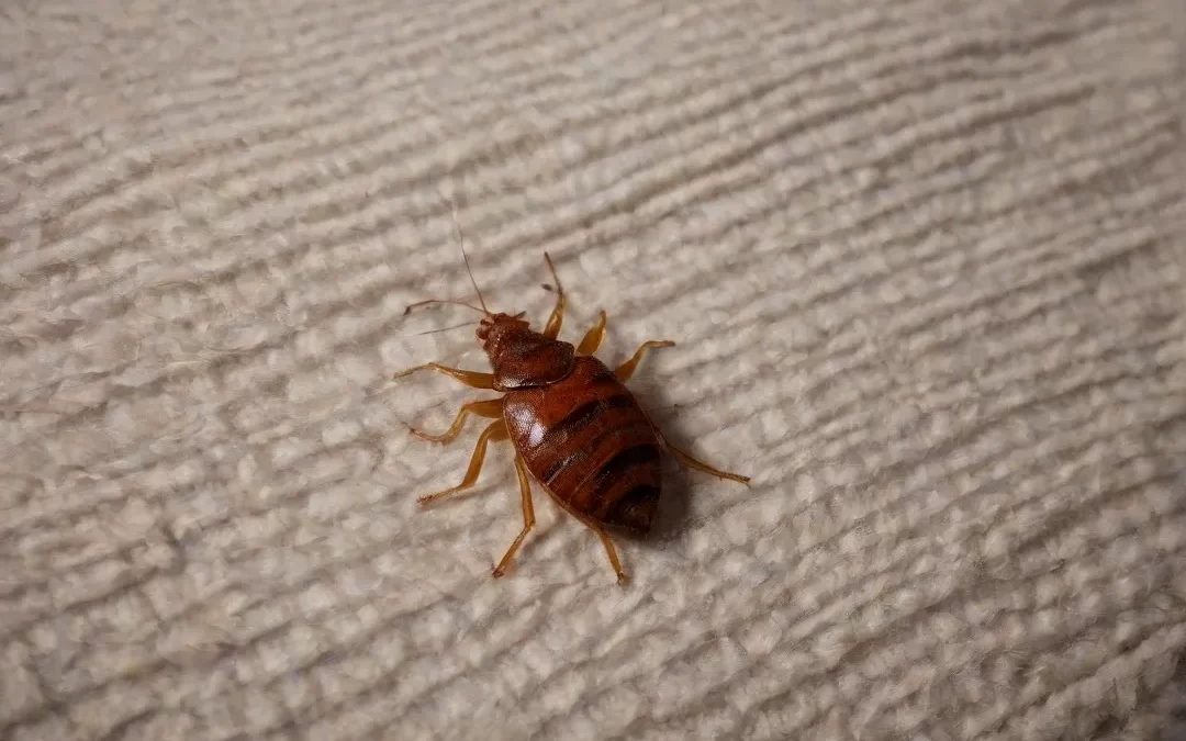 Percevejo de Cama