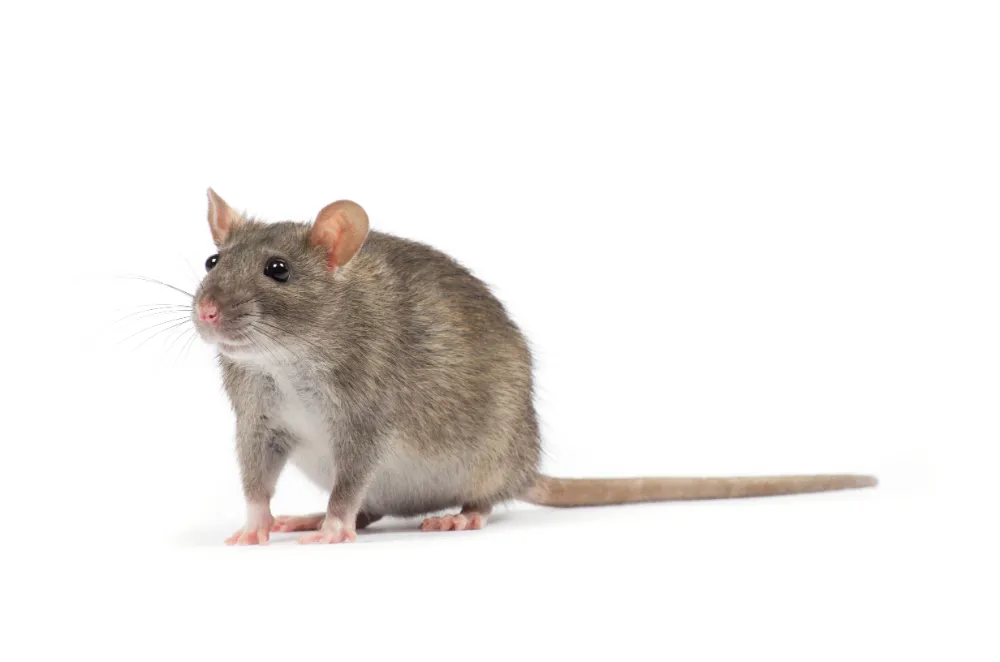 Ratos Ratos