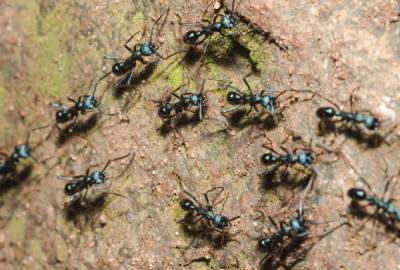 Baratas e formigas - SaniSystem Chame quem entende e resolve