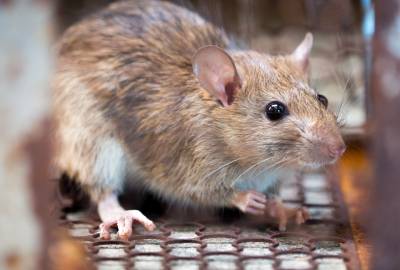 Ratos - Conheça as espécies - SaniSystem