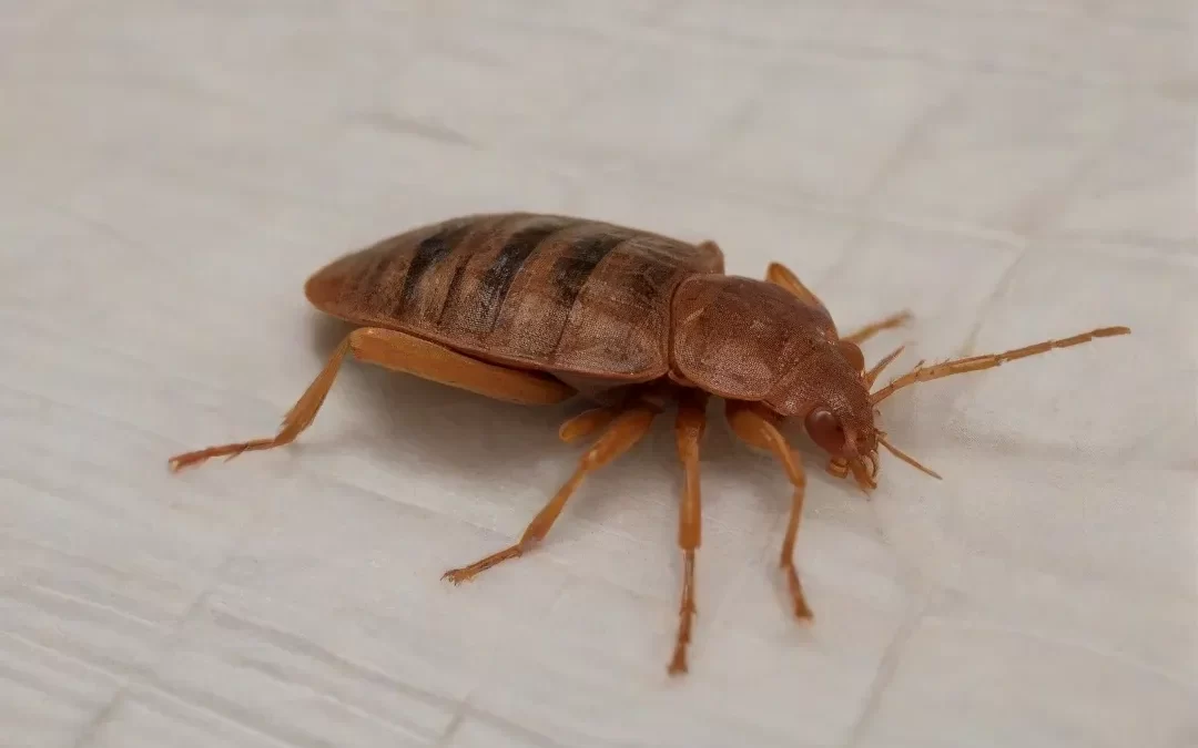 Percevejo de Cama