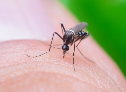 Quais os cuidados devem ser tomados após o serviço? | Dedetização de mosquitos - SaniSystem