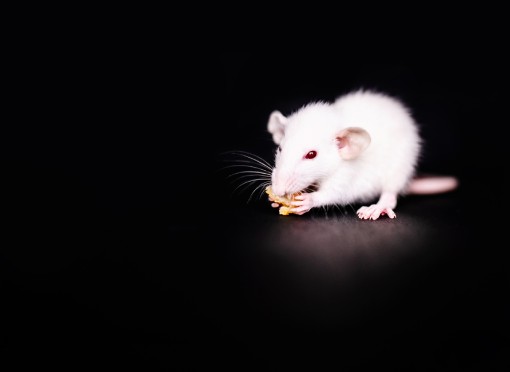 Quais os benefícios do serviço? | Dedetização de ratos - SaniSystem