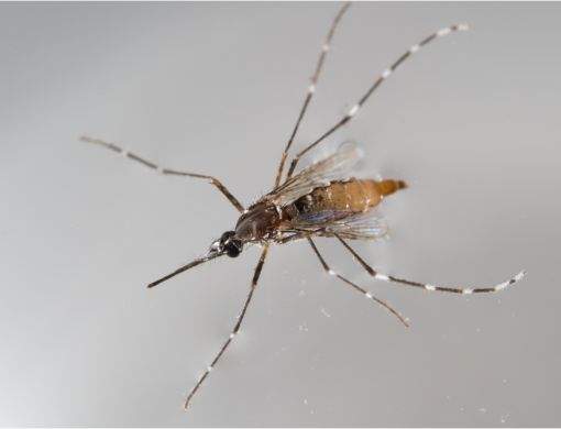 Mosquito Mist entenda o porquê da técnica ser mais eficaz dentre os meios de dedetização de mosquitos - Sani System