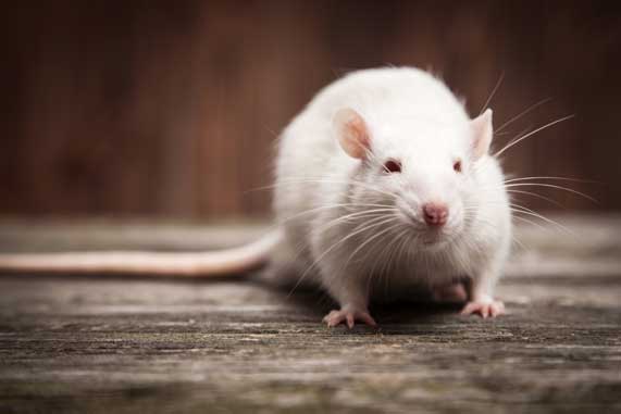 Conheça as espécies de roedores mais comuns