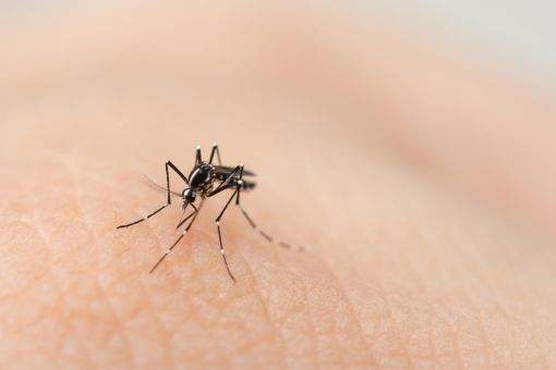 Conheça as condições ideais para proliferação de mosquitos