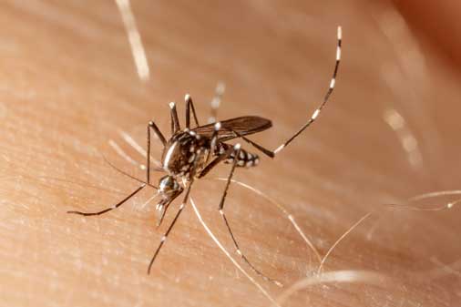 Mosquito Mist a mais completa solução contra os mosquitos em seu estabelecimento - Sani System?