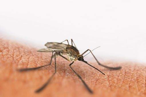 Quais são os benefícios da Dedetização de Mosquitos no Rio de Janeiro?