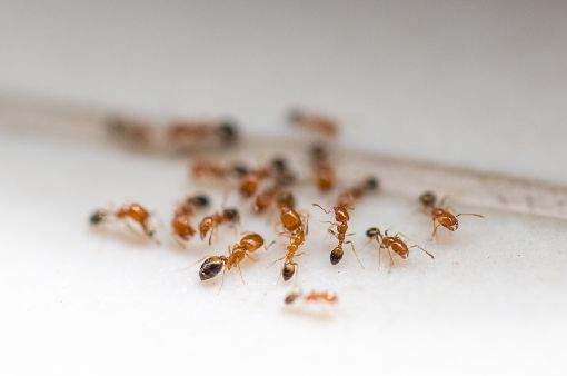 Dedetização de formigas saiba como controlar esses insetos de maneira segura e direcionada