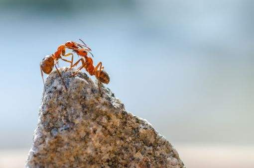 Dedetização de formigas: saiba como controlar esses insetos de maneira segura e direcionada