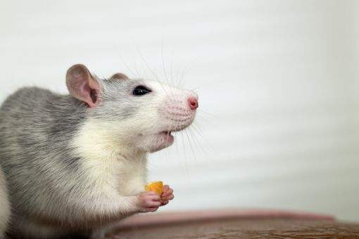 Entenda por que os ratos são prejudiciais para o seu estabelecimento comercial