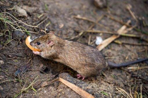 Entenda por que os ratos são prejudiciais para o seu estabelecimento comercial