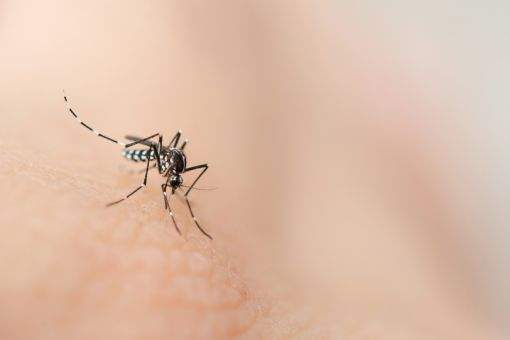 Dedetização de mosquitos: o que fazer para combater esses insetos?