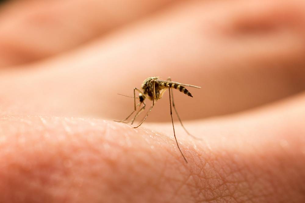 Verão mosquitos faciais ao ar livre dobrável net inseto-resistente