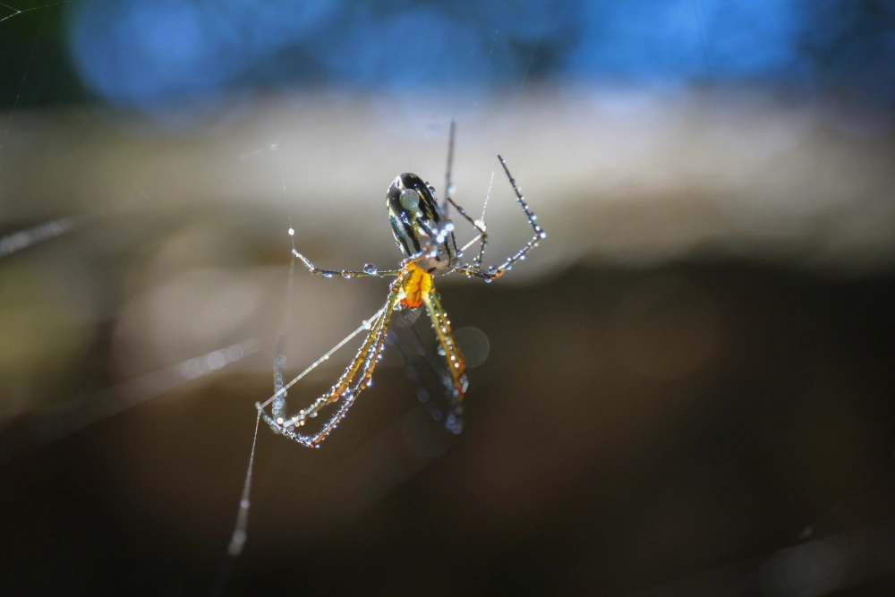 Dedetização de Aranhas: contrate antes que elas se espalhem pelo local 