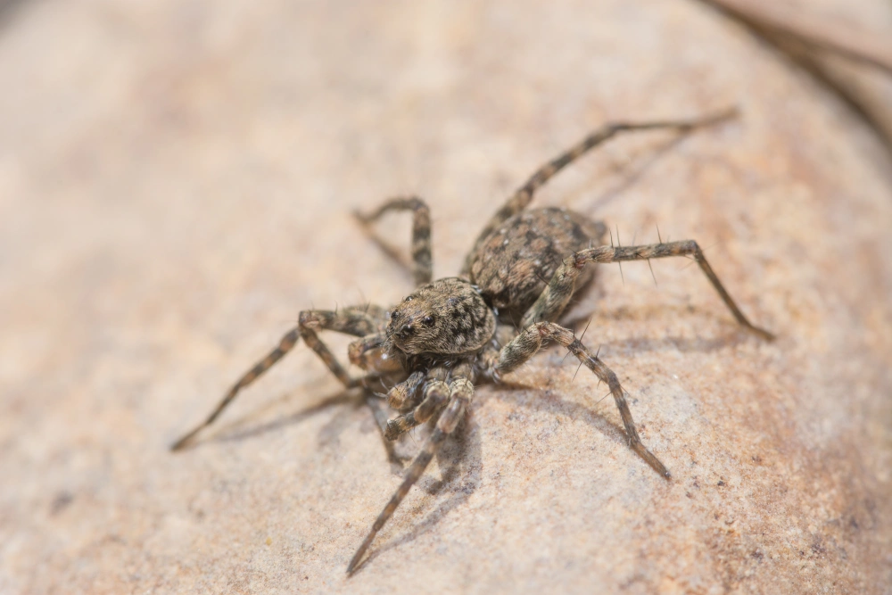 Tipos de Aranhas: conheça as os principais