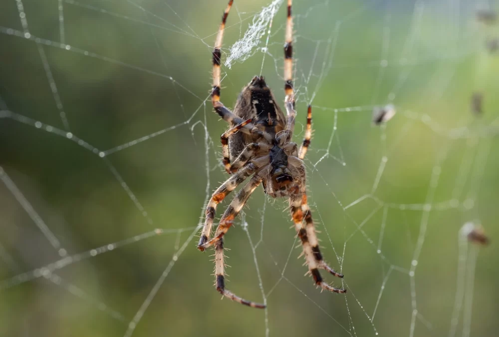 Dedetização de Aranhas: contrate antes que elas se espalhem pelo local