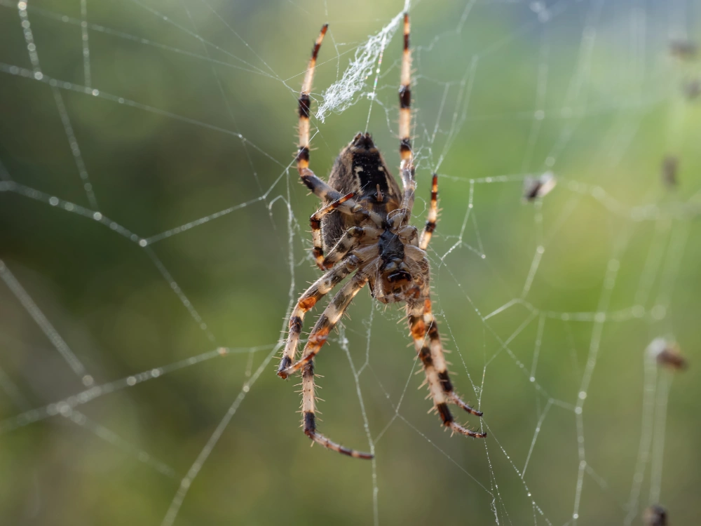 Dedetização de Aranhas: contrate antes que elas se espalhem pelo local 