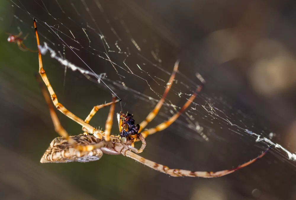 Por que contratar uma Dedetizadora de Aranhas?