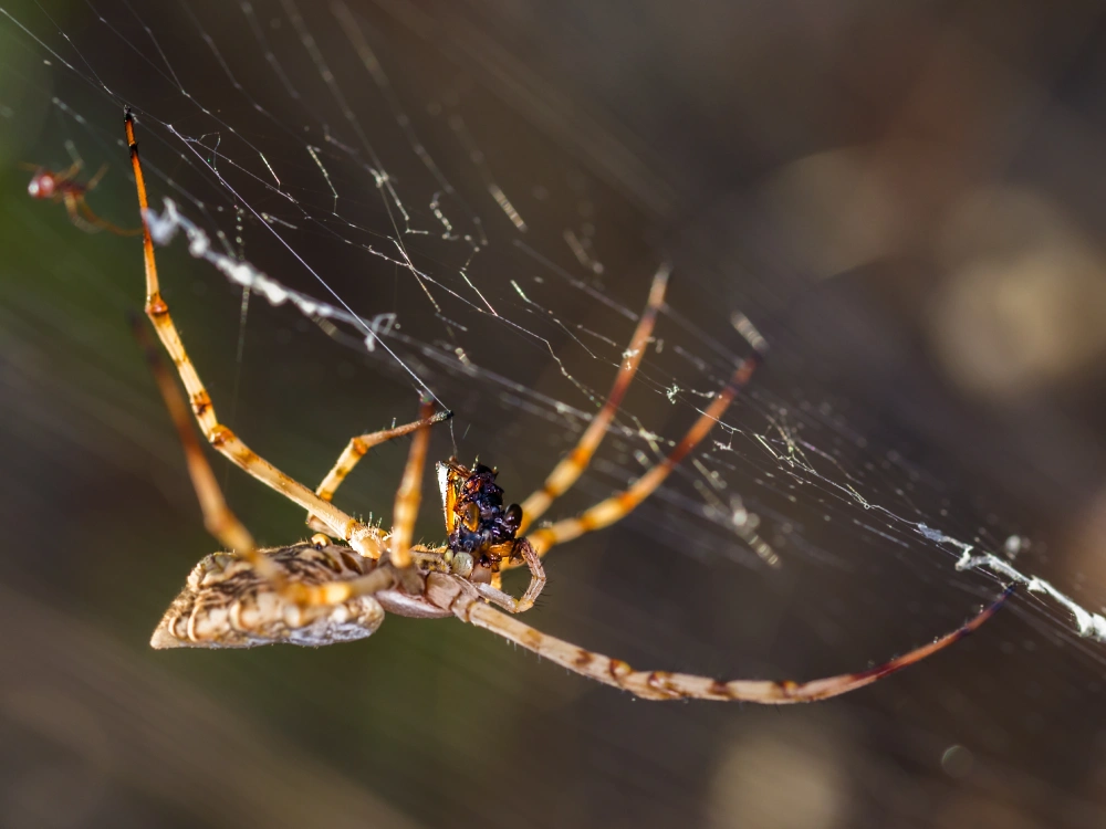 dedetização de aranhas