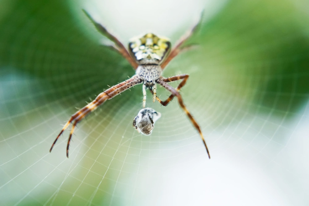 porque contratar uma dedetizadora de aranhas