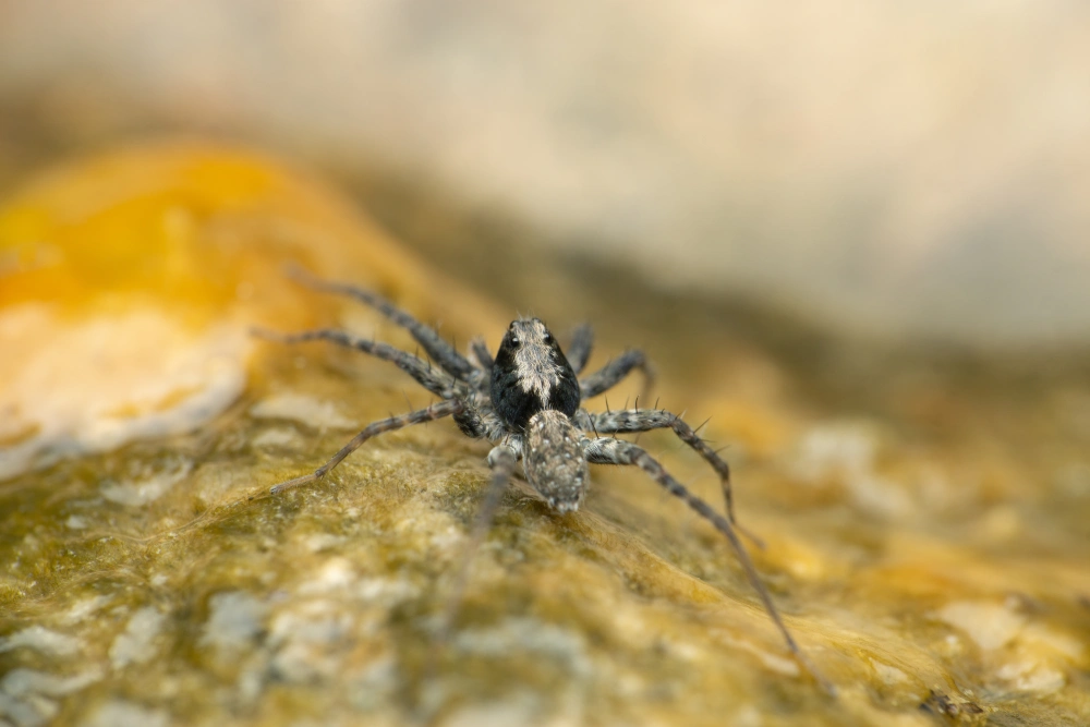 Tipos de Aranhas: conheça as os principais 