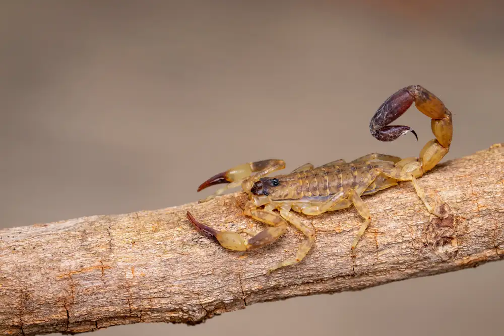 Como Afastar Escorpiões de forma segura e eficiente