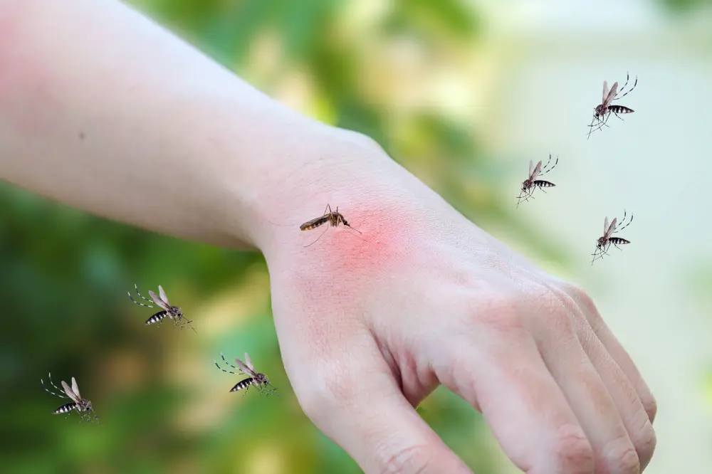 Afastar Mosquitos: como posso obter êxito nessa ação?