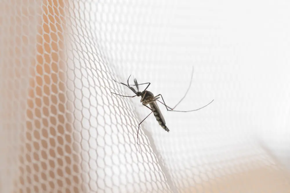 Tipos de Mosquitos: conheça os principais