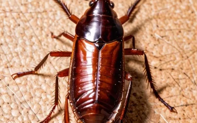 Quanto custa a dedetização de baratas? Guia de preços e serviços