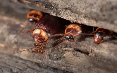 Dedetização de baratas em áreas comerciais: custo e impacto no ambiente