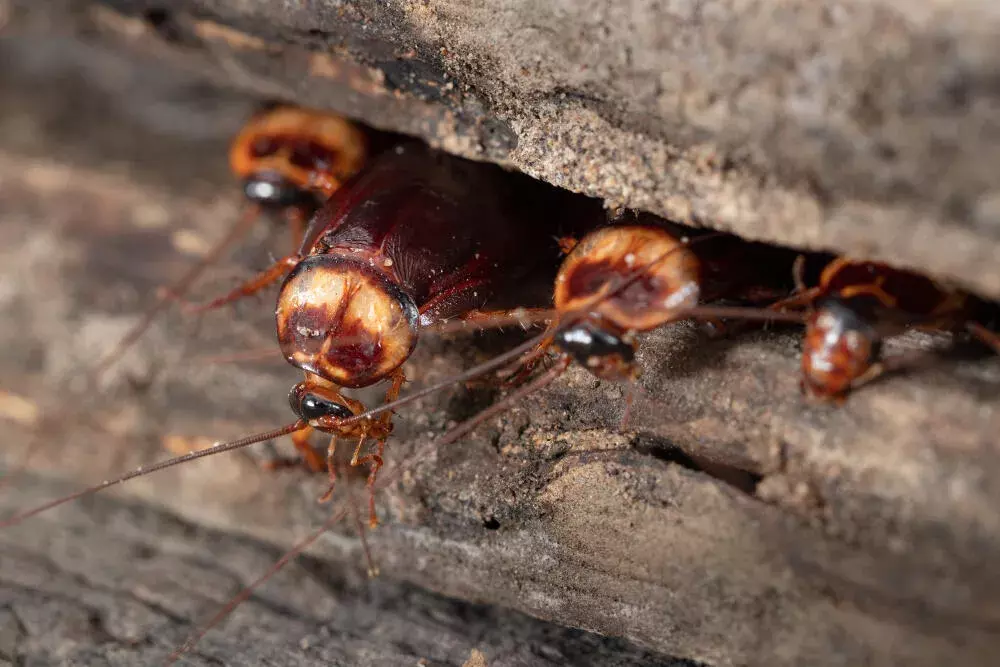 Dedetização de baratas em áreas comerciais: custo e impacto no ambiente Dedetização de baratas em áreas comerciais: custo e impacto no ambiente