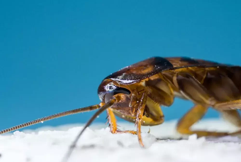 Preço de dedetização de baratas x danos causados por infestações: o que compensa mais?