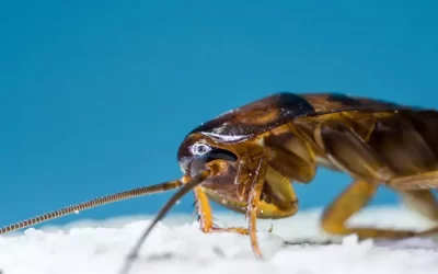 Preço de dedetização de baratas x danos causados por infestações: o que compensa mais?