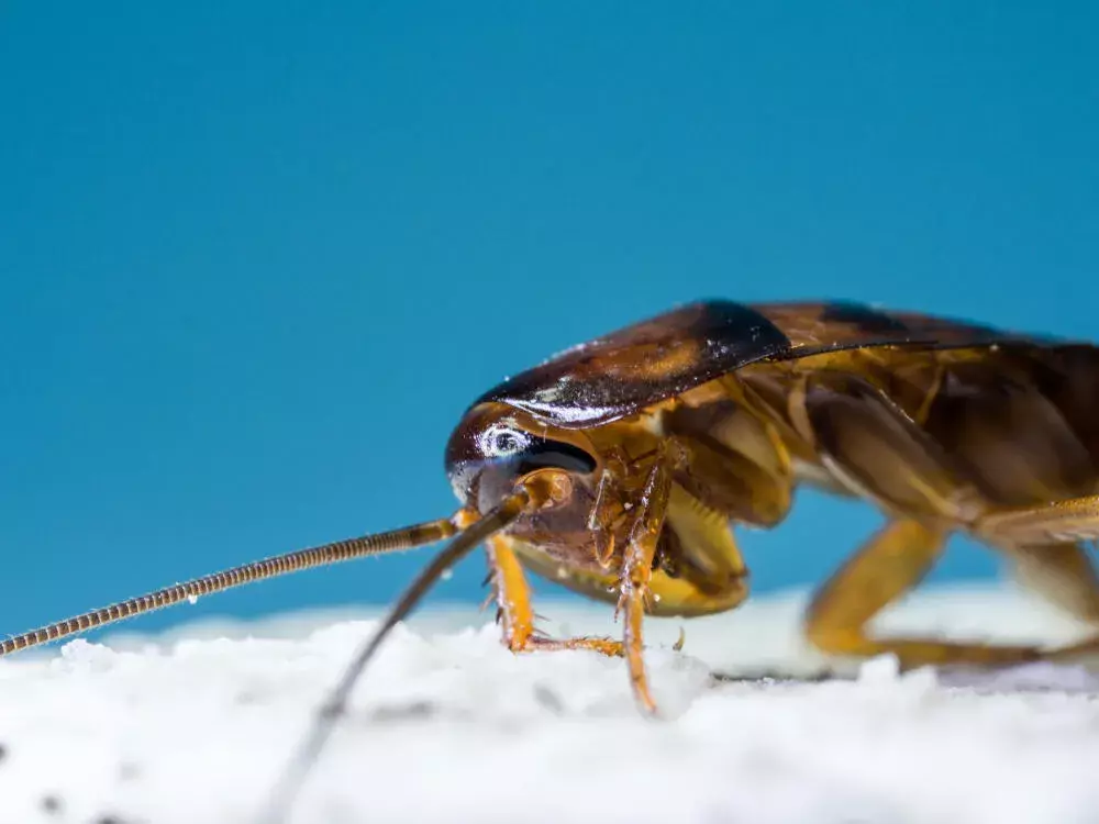 Preço de dedetização de baratas x danos causados por infestações: o que compensa mais? Preço de dedetização de baratas x danos causados por infestações: o que compensa mais?